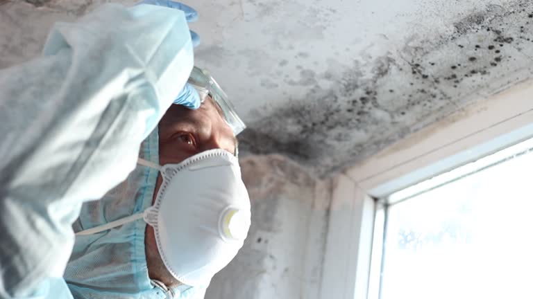 Best Environmental Consulting for Mold Prevention  in Morrisonvle, IL